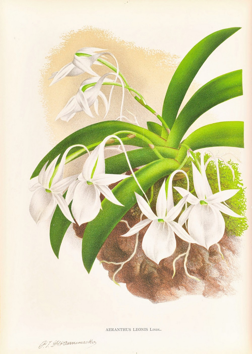 Aeranthus Leonis