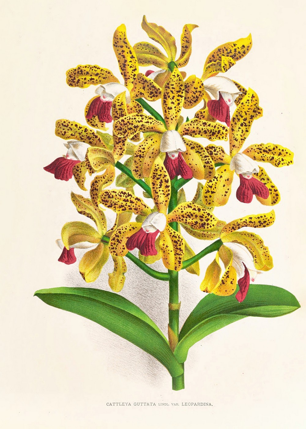 Cattleya guttata