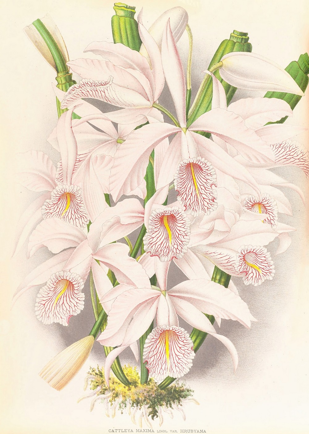 Cattleya Maxima