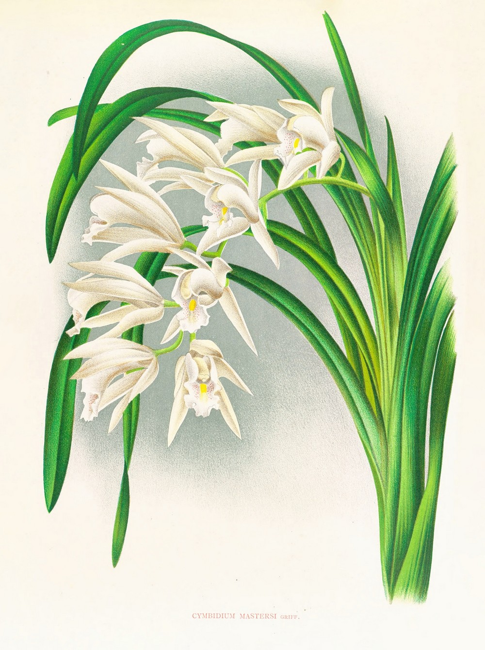 Cymbidium mastersi