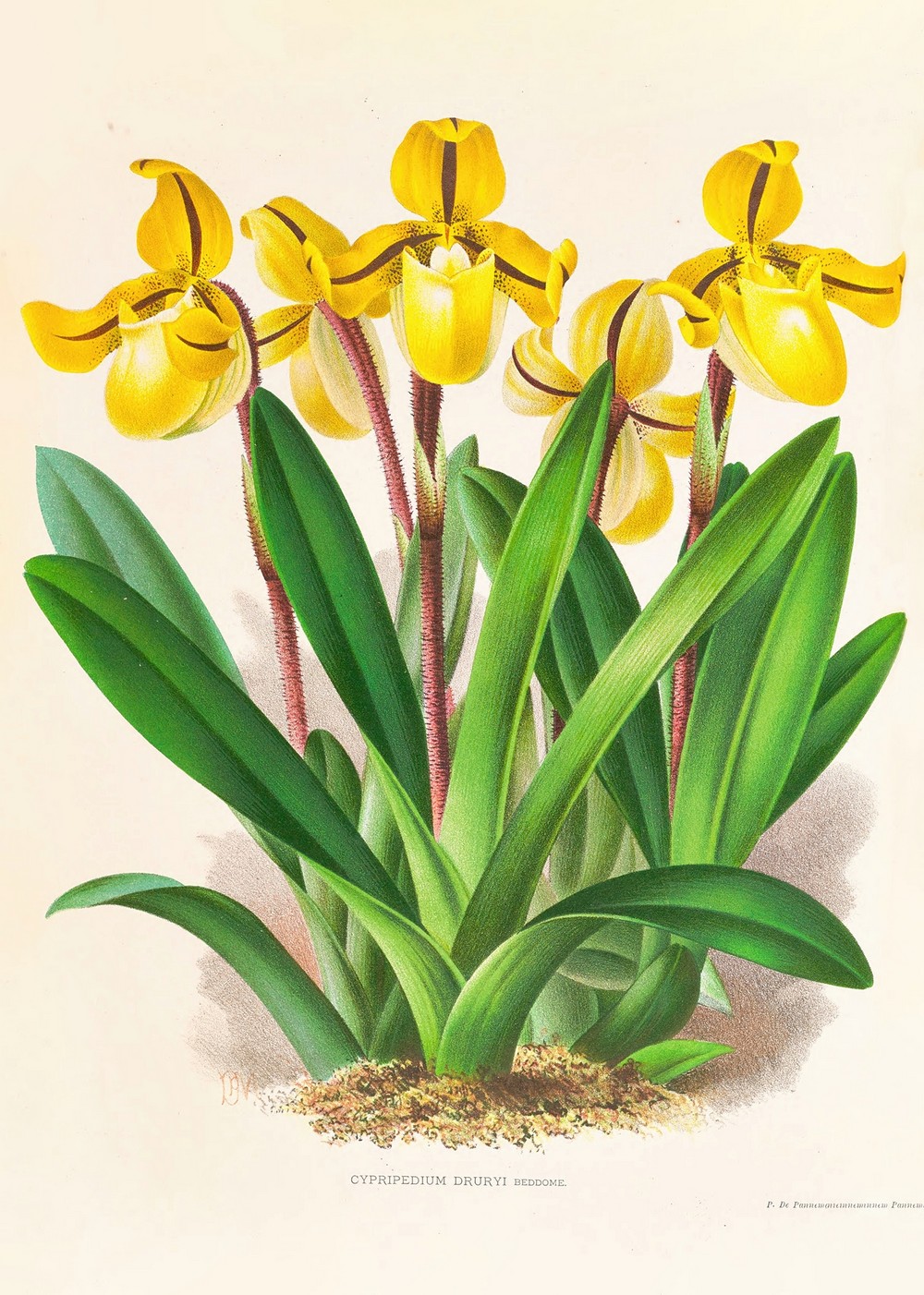 Cypripedium Druryi