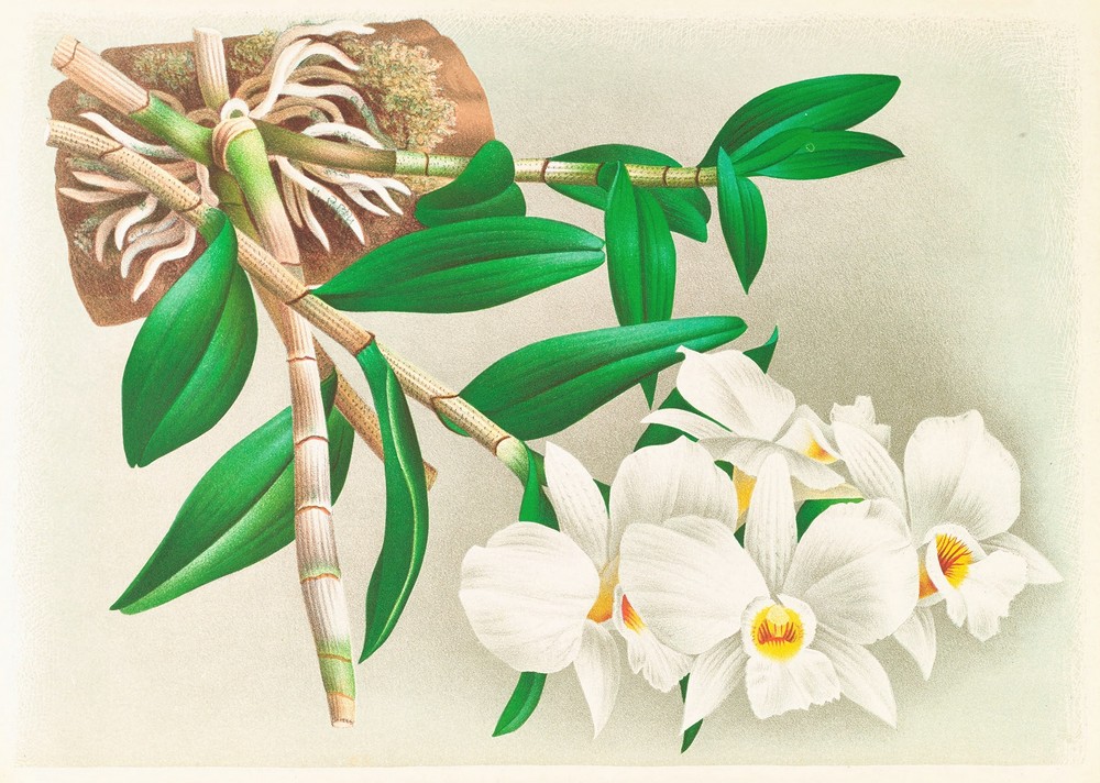 Dendrobium infundibulum