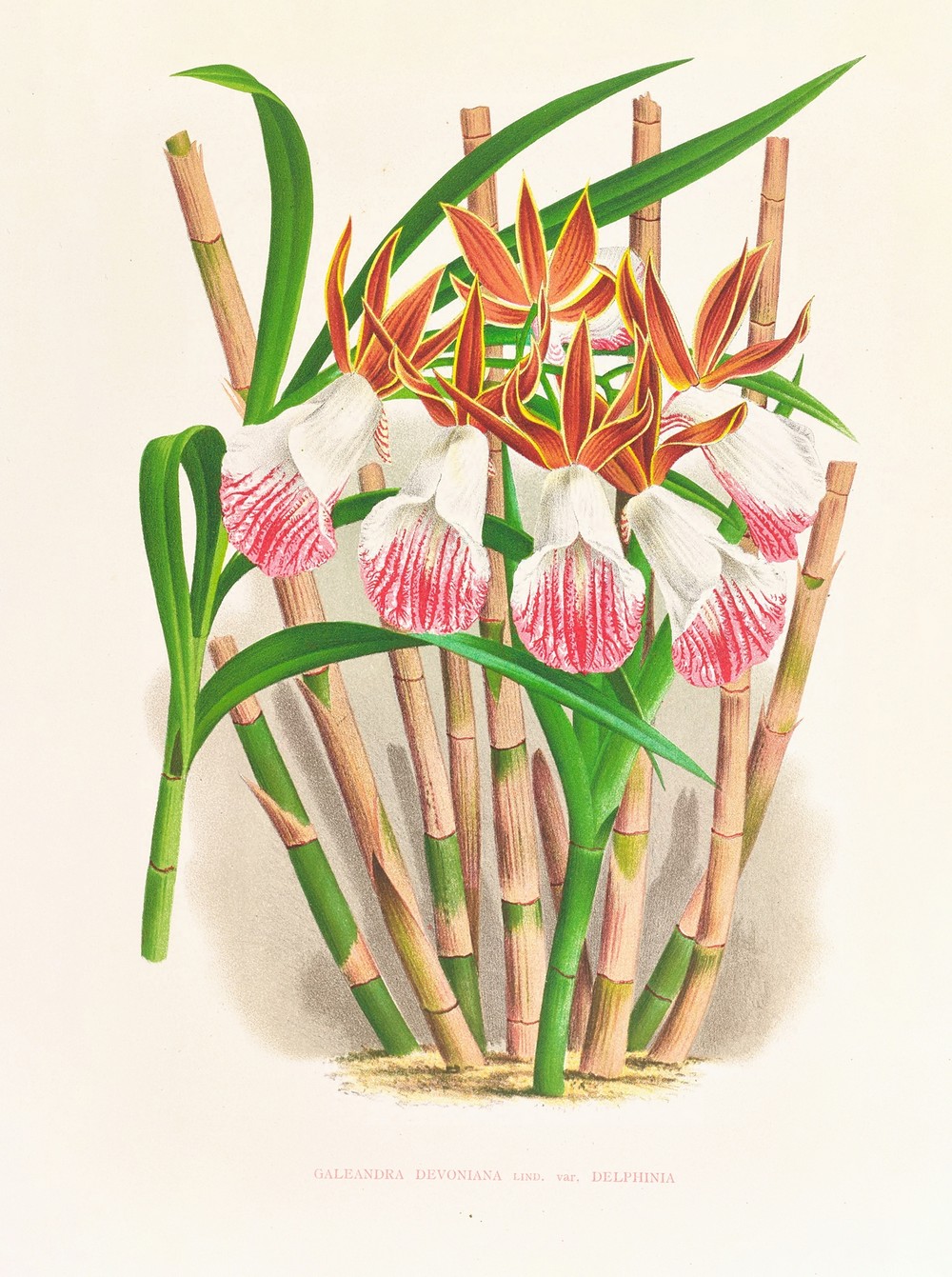 Galendra devoniana