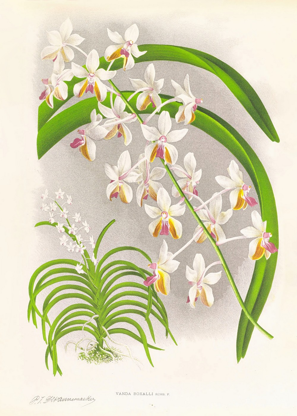 Vanda Boxalli