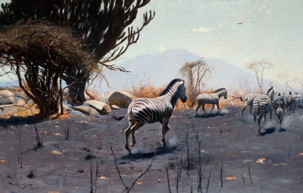 Zebras