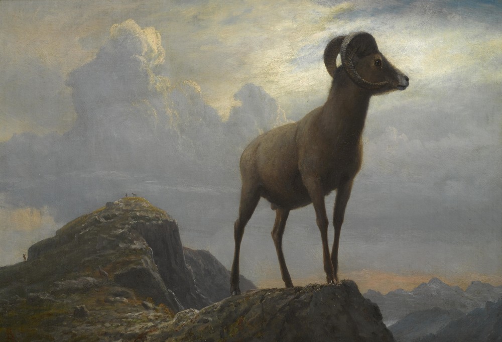 Study Of A Bighorn Ram