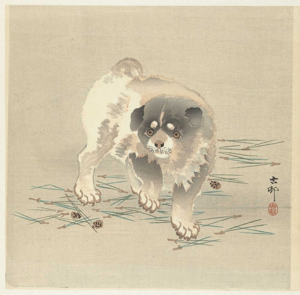 Puppy