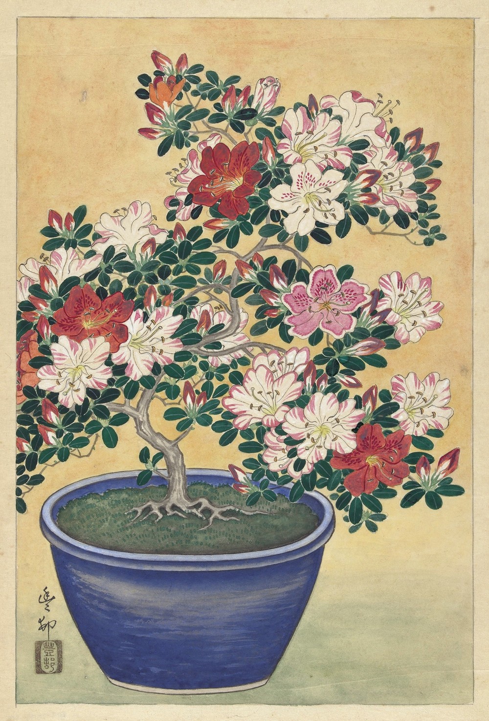 Flowering Azalea In Blue Pot