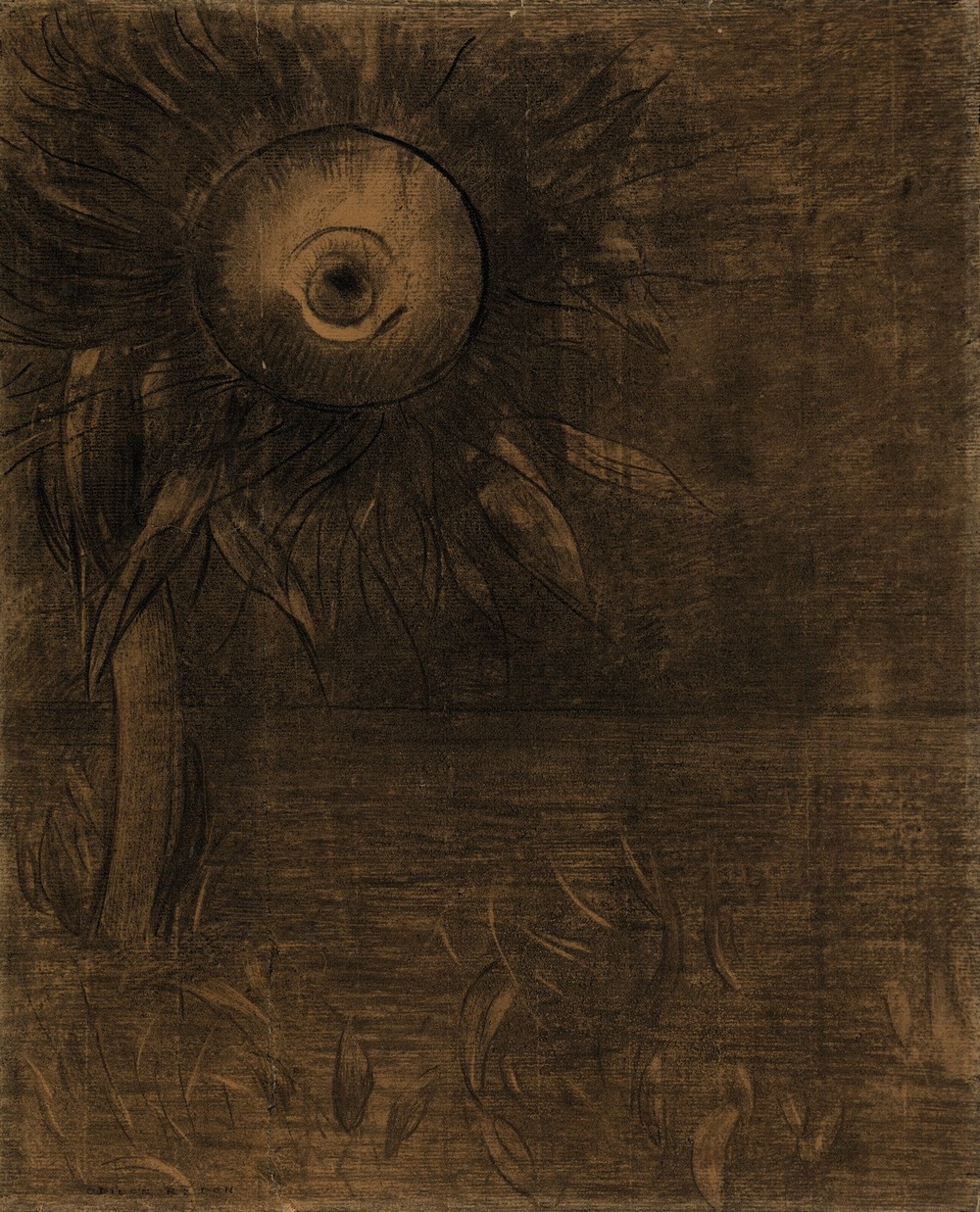 Fleur sur un marécage