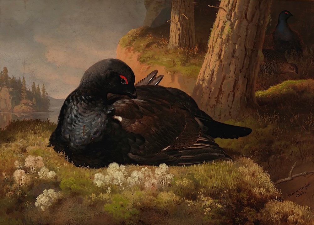 Black Grouse