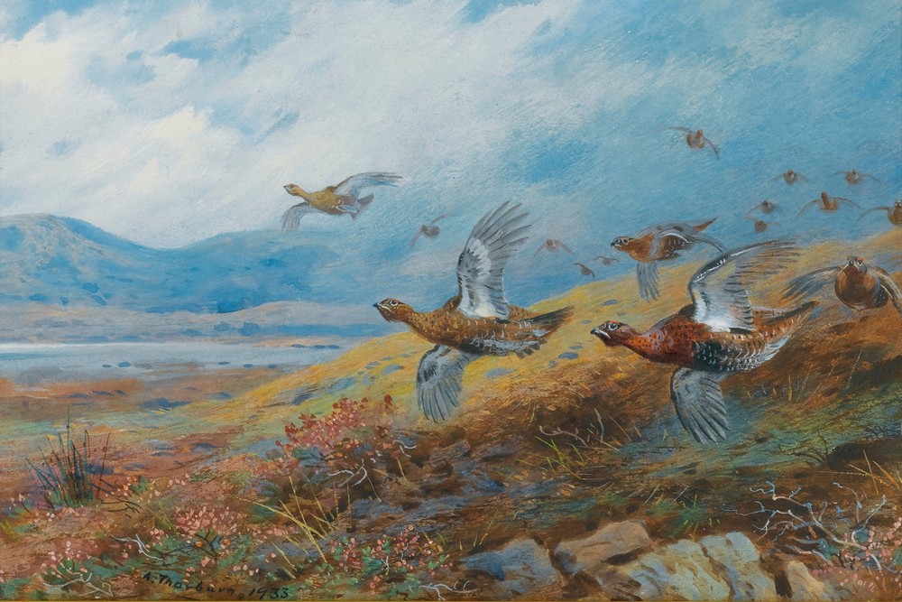 Driven Grouse