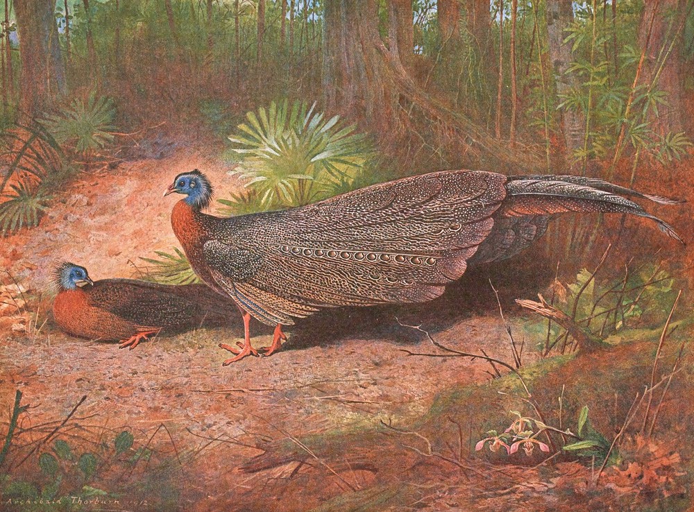 Bornean Argus Pheasant