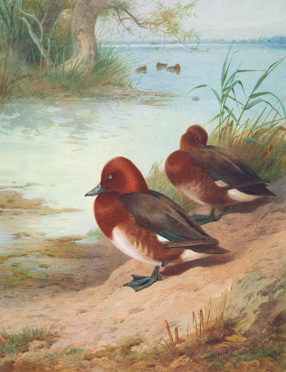 Ferruginous Duck